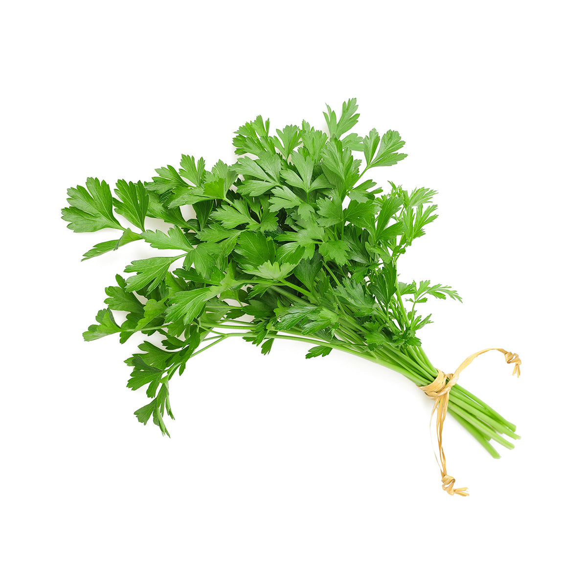 Coentros BIO 30 gr - Go Natural