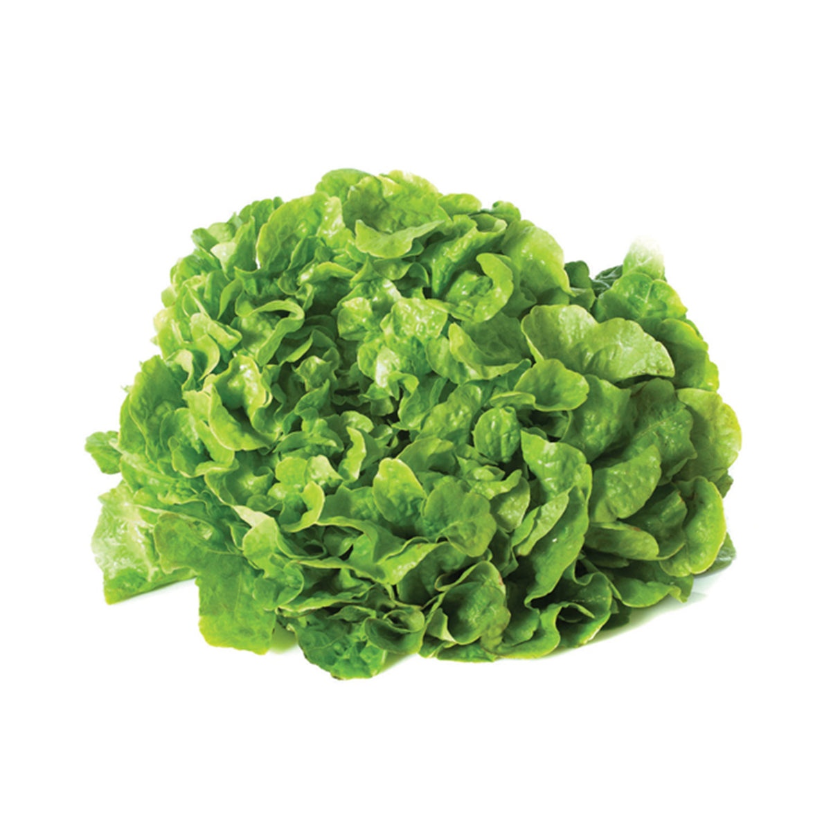 Alface Verde BIO (un.) - Go Natural